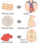 As an organism develops, cells differentiate to form different types of cells.
As a cell differentiates:
- it may change shape
- different sub-cellular structures develop to let it to carry out a specific function.
Include cells such as sperm, nerve and muscle cells.