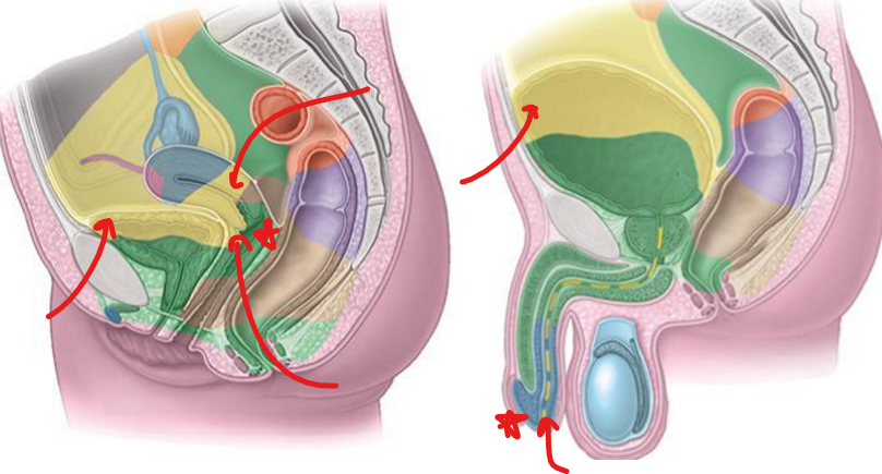 <ul><li><p>sup. bladder, lower uterus, ant. vagina, <strong>cervix (not main)</strong></p></li><li><p><strong>male urethra</strong></p></li><li><p>deep inguinal LN</p></li><li><p>drains into —> common iliac —> lumbar trunk</p></li><li><p>near femoral nerve</p></li></ul><p></p>