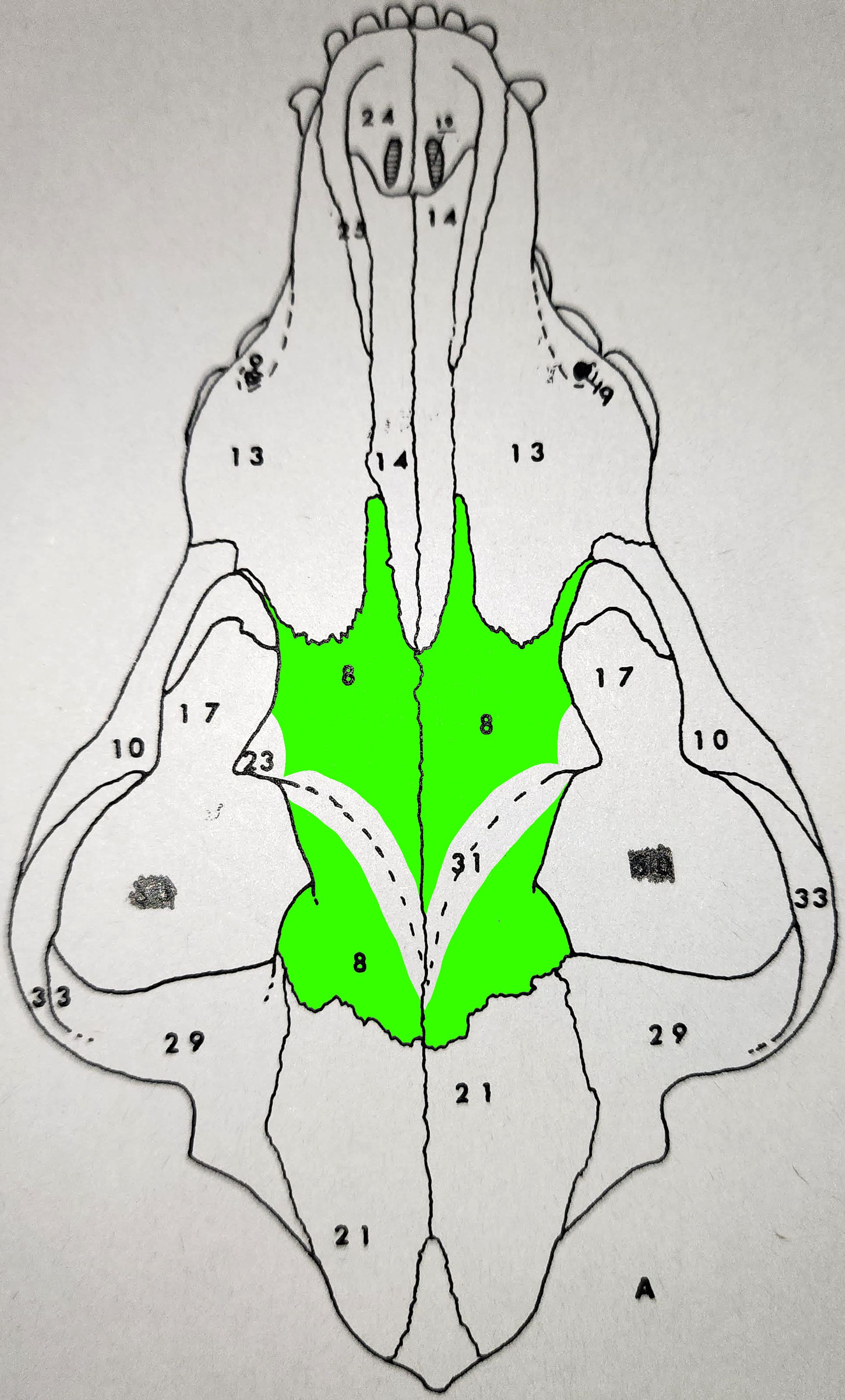 knowt flashcard image