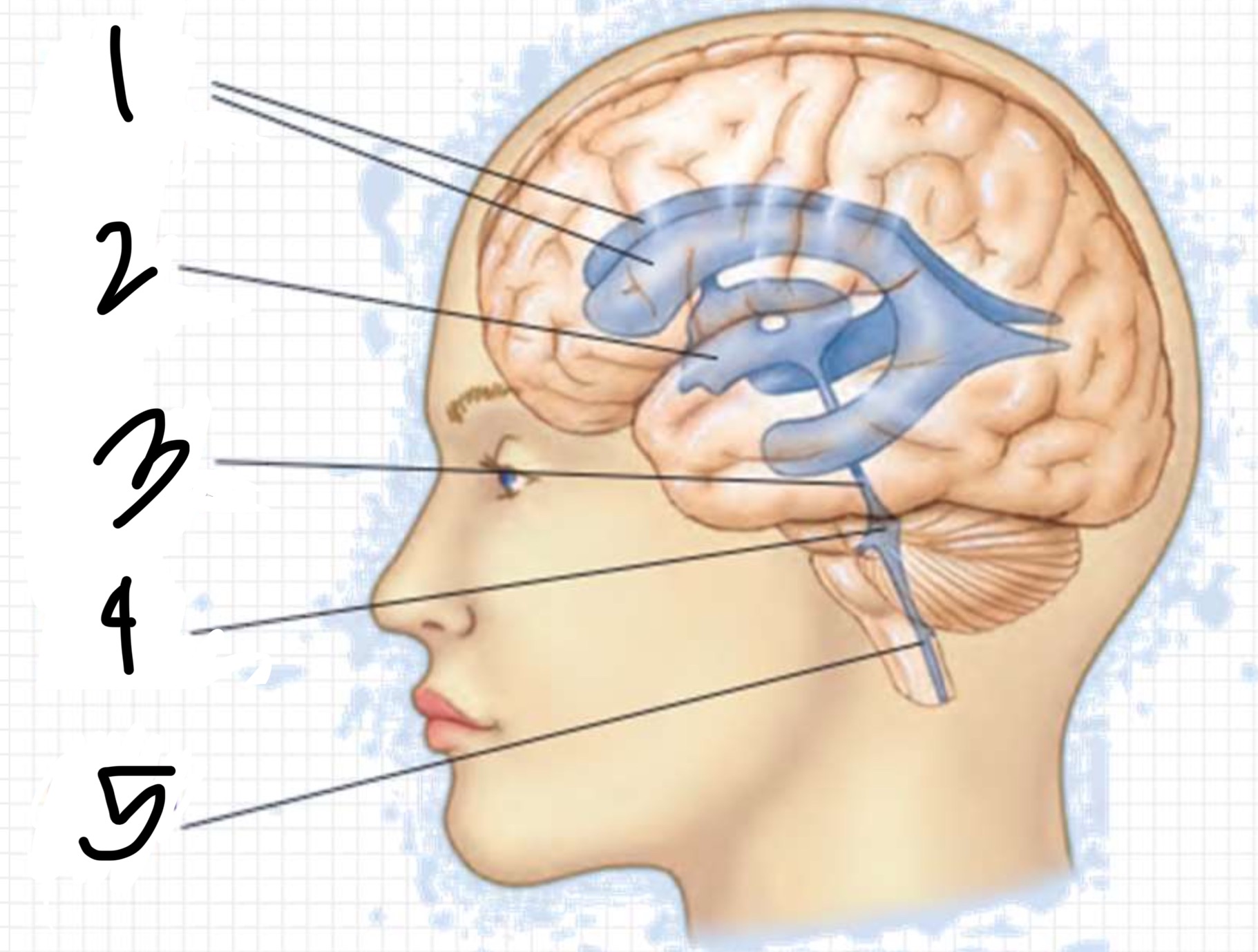 knowt flashcard image