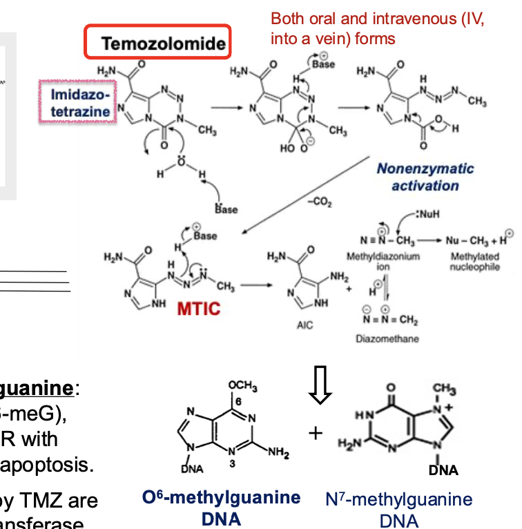 <p>DNA reacting drugs - alkylating agents</p><p class="has-focus is-empty">form methyldiazonium ion</p><p class="has-focus is-empty">Imidazocarboxamides</p>