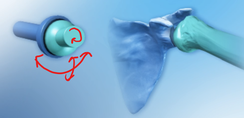 <p>This joint found in the shoulder is a freely moving joint that can rotate on any axis</p>