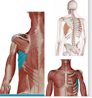 <p>Welke spier is dit</p>