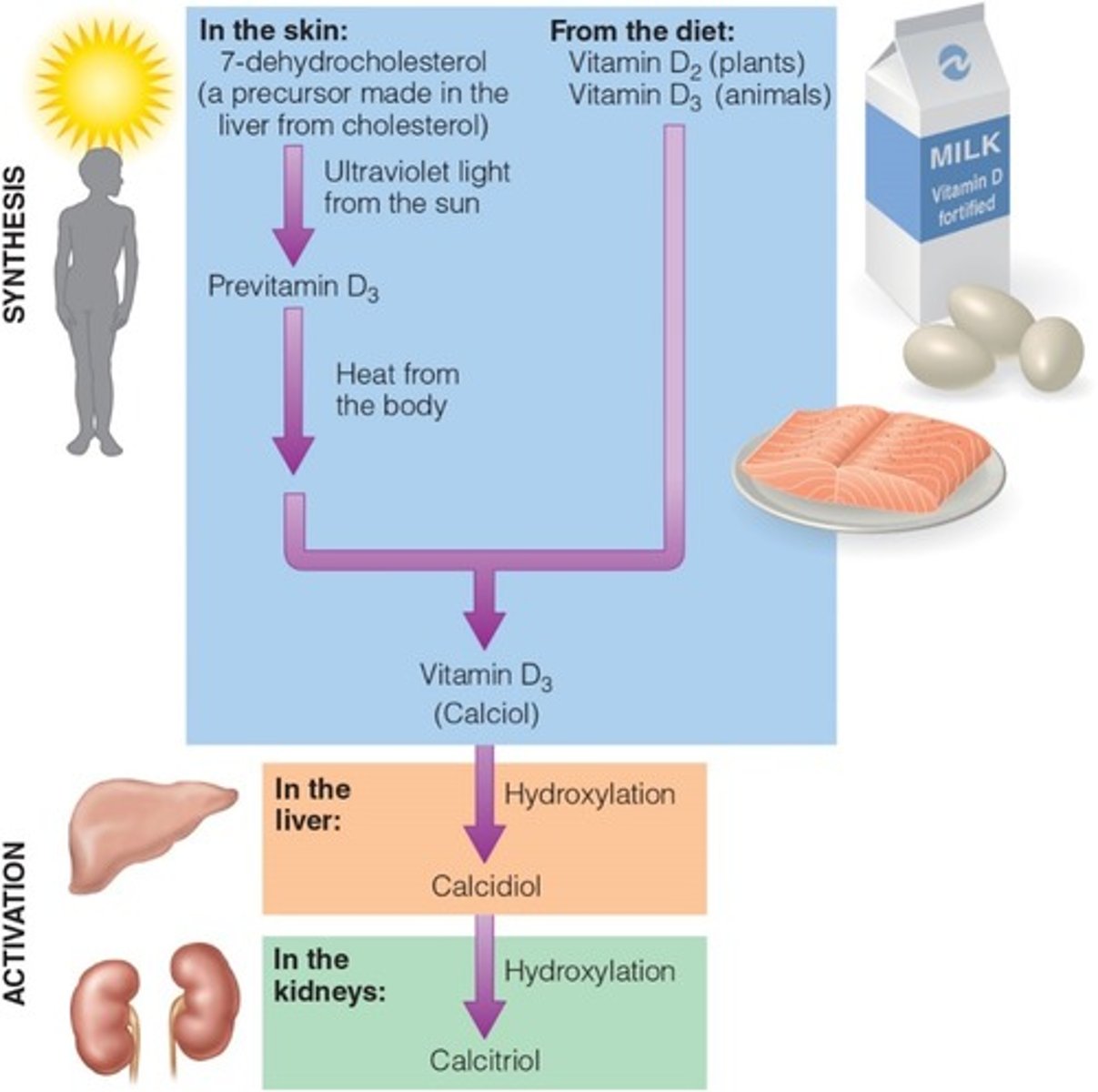<p>Vitamin D can be synthesized in the body with the help of sunlight or obtained from some foods, most notably fortified milk. </p><p>-Vitamin D sends signals to three primary target sites: the GI tract to absorb more calcium and phosphorous, the bones to release more, and the kidneys to retain more. These actions maintain blood calcium concentrations and support bone formation. </p><p>-A deficiency causes rickets in childhood and osteomalacia in later life. </p>