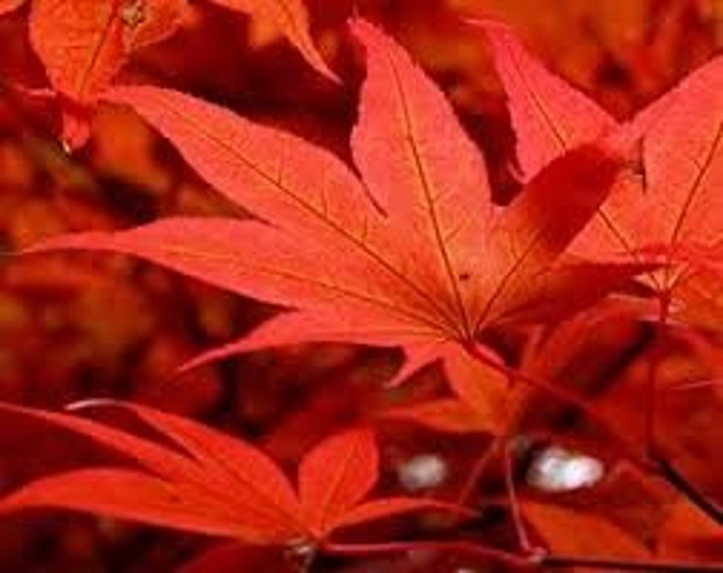 <p>red</p>