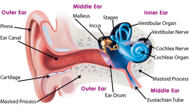 <ol><li><p>Outer ear - pinna</p></li><li><p>Middle ear - eardrum (aka tympanic membrane) and hammer, anvil, stirrup (malleus, incus, stapes)</p></li><li><p>Inner ear - Cochlea</p></li><li><p>Auditory nerve</p></li><li><p>Brainstem</p></li><li><p>Thalamus (relay station)</p></li><li><p>A1 for processing (aka primary auditory cortex)</p></li></ol><p></p>