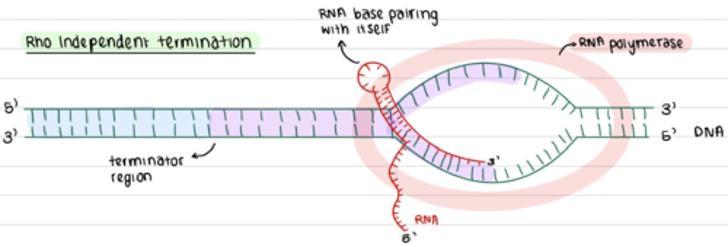 <p>Rho independent termination</p>