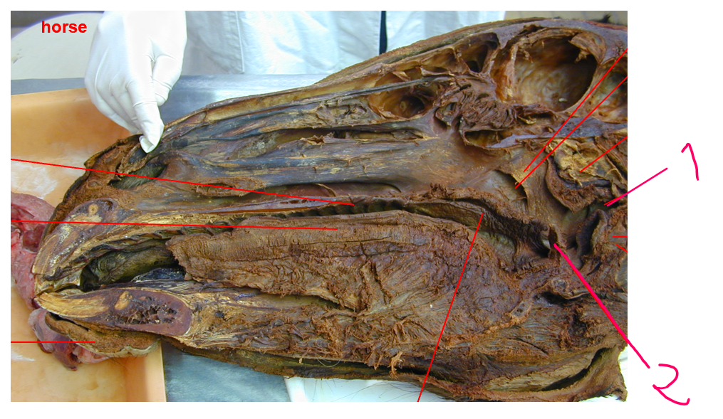 <p>these structures of pars laryngea pharyngis is?</p>