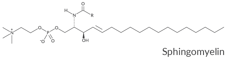 <p>Name the following membrane component </p><p>a. sphingosine</p><p>b. phosphoglyceride</p><p>c. phosphatidylcholine </p><p>d. sphingomyelin </p><p>e. cholesterol</p>