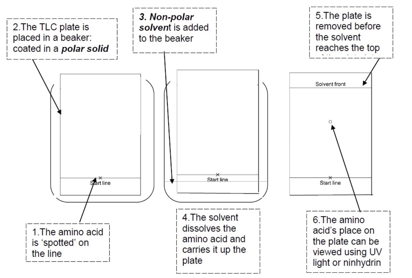 <p>to separate a mixture of amino acids </p>