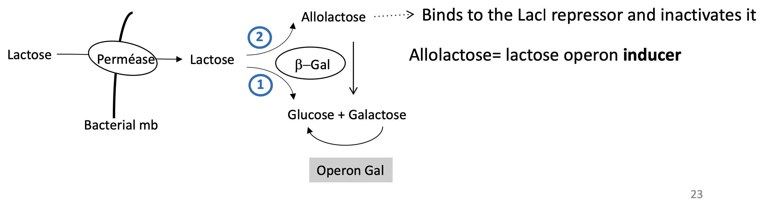 <ol><li><p>Lactose enters&nbsp;the bacteria via permease</p></li><li><p>lactose is transformed into allolactose and galactose + glucose by <span>β-Gal</span></p></li><li><p><span>allolactose = ligand that binds to LacI REP —&gt; inactivating LacI</span></p></li><li><p>allolactose = inductor of lactose operon </p></li></ol><p></p>