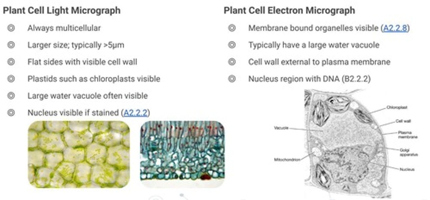 <p>Eukaryotic cells with cell walls and chloroplasts.</p>