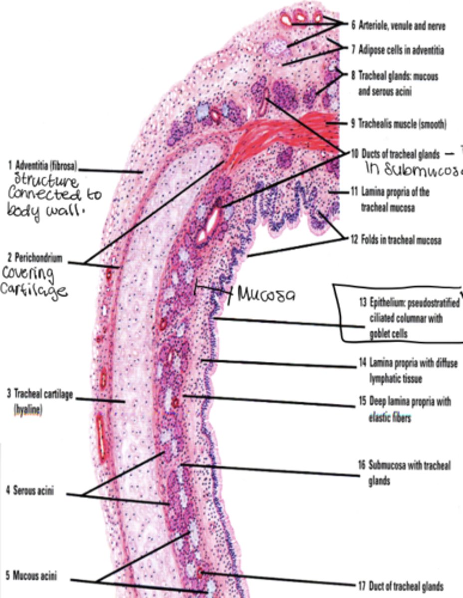 <p>Goblet, basal, brush, small granule, and ciliated columnar cells.</p>