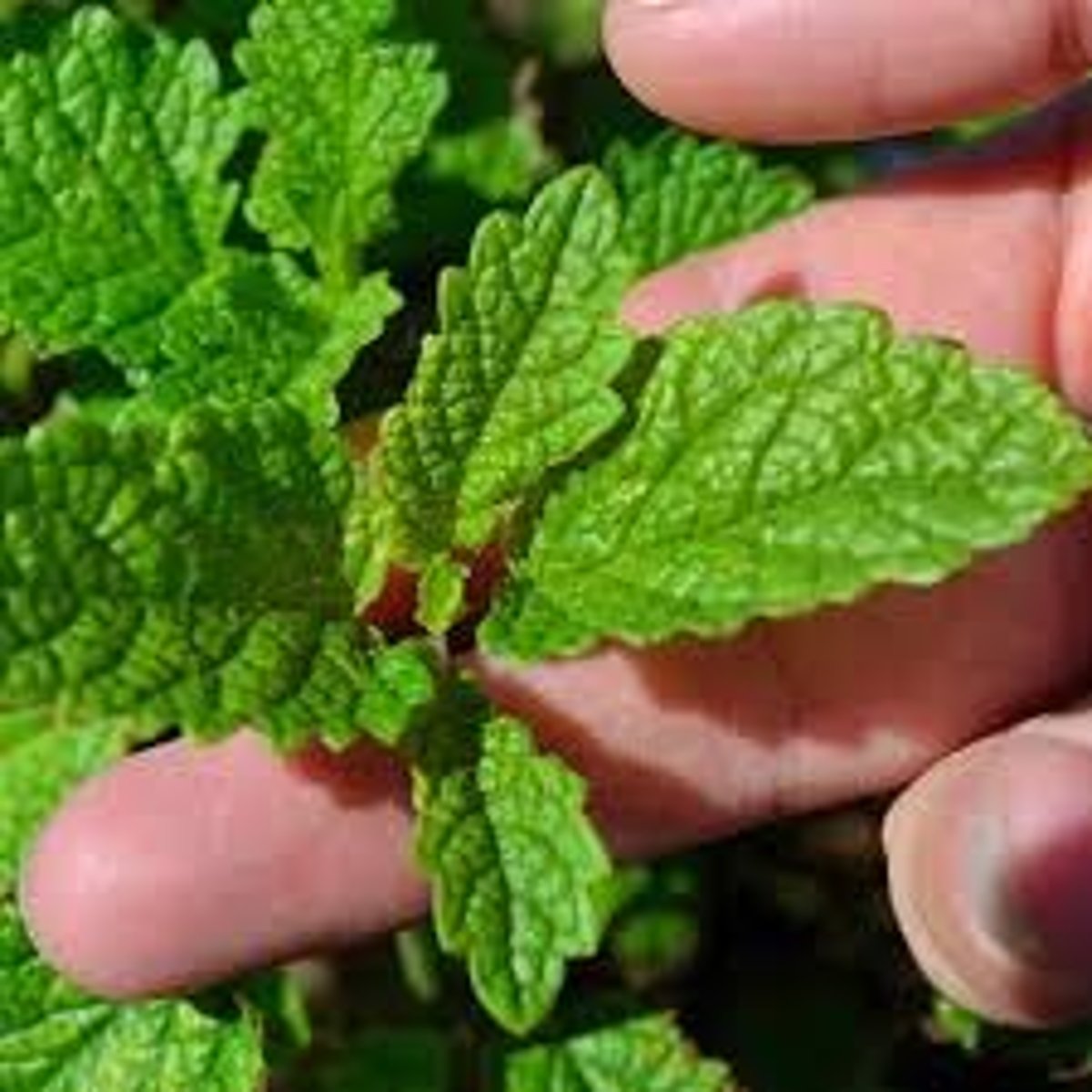 <p>square stems; opposite leaves; bilabiate flowers</p><p>mint substitute (bc less aggressive)</p><p>smells like lemon/citronella</p><p>similar to mint in looks</p>