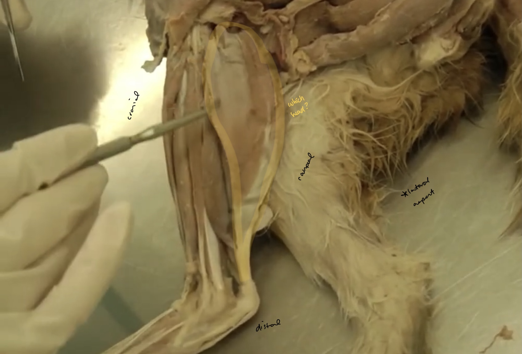 <p>what is highlighted here? and which head?</p>