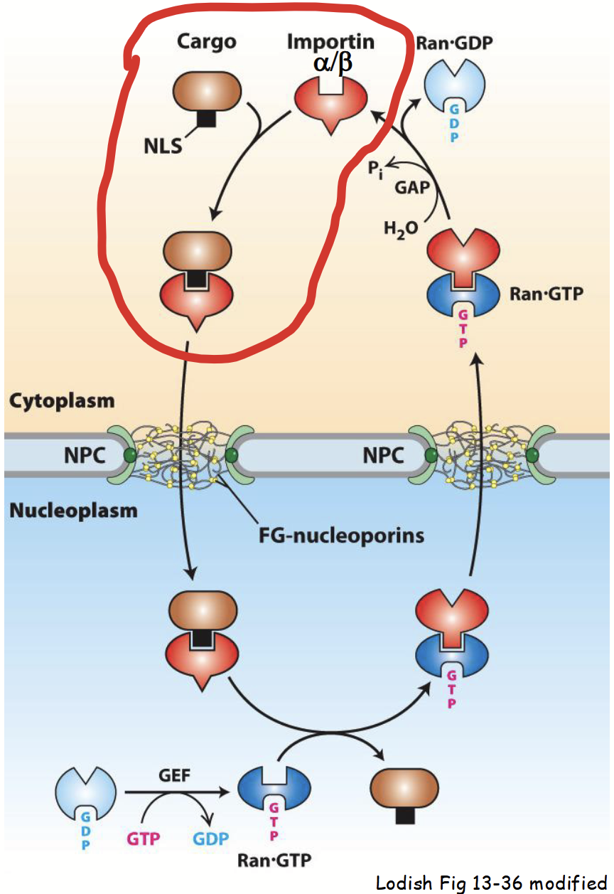 <ul><li><p>Nascent (newly-synthesized) <strong>NLS-containing “cargo” protein</strong> is <u>recognized </u>in cytoplasm by <strong>importin</strong>.</p></li><li><p><strong><u>Importin</u></strong>: heterodimeric protein.</p><ul><li><p>Consists of two distinct subunits: importin α and importin β.</p></li></ul></li><li><p><strong>Importin α</strong> subunit <u>recognizes </u>and <u>binds </u>to <strong>basic residues</strong> in “cargo” protein’s NLS.</p></li></ul><p></p>