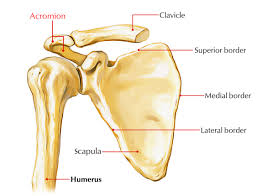<p><span><span>the bony tip of the shoulder blade (scapula) that forms part of the shoulder joint</span></span></p>