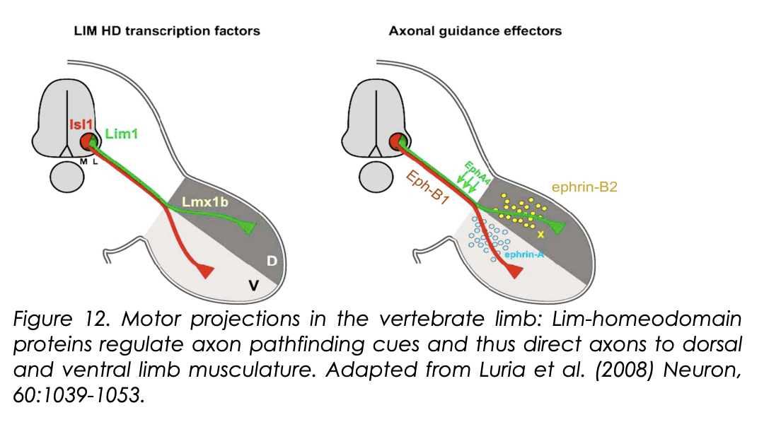 <p>How do these Lim-Homeodomain codes actually cause their effect on identity?</p>