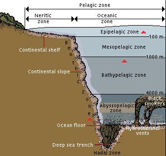 <p>in divergent centers, within mid-ocean ridges </p>