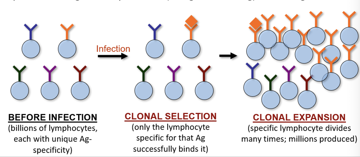 <ul><li><p>through “controlled mutation” of receptor genes, each lymphocyte in the immune system creates a receptor that recognizes a different Ag</p></li><li><p>upon infection, the specific lymphocyte binds Ag and undergoes mitosis for several days, resulting in an “army” of lymphocytes against that Ag</p></li><li><p>This process is called <strong>clonal selection</strong> because all the daughter lymphocytes produced are genetically identical (recognize same Ag) as the original</p></li></ul><p></p>