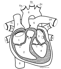 <p>Left Atrium</p>