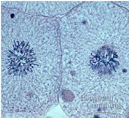 <ul><li><p>spindle disappears </p></li><li><p>new nuclear envelope forms around chromosomes</p></li><li><p>chromosomes decondense</p></li><li><p><strong>cytokinesis occurs</strong></p></li></ul>
