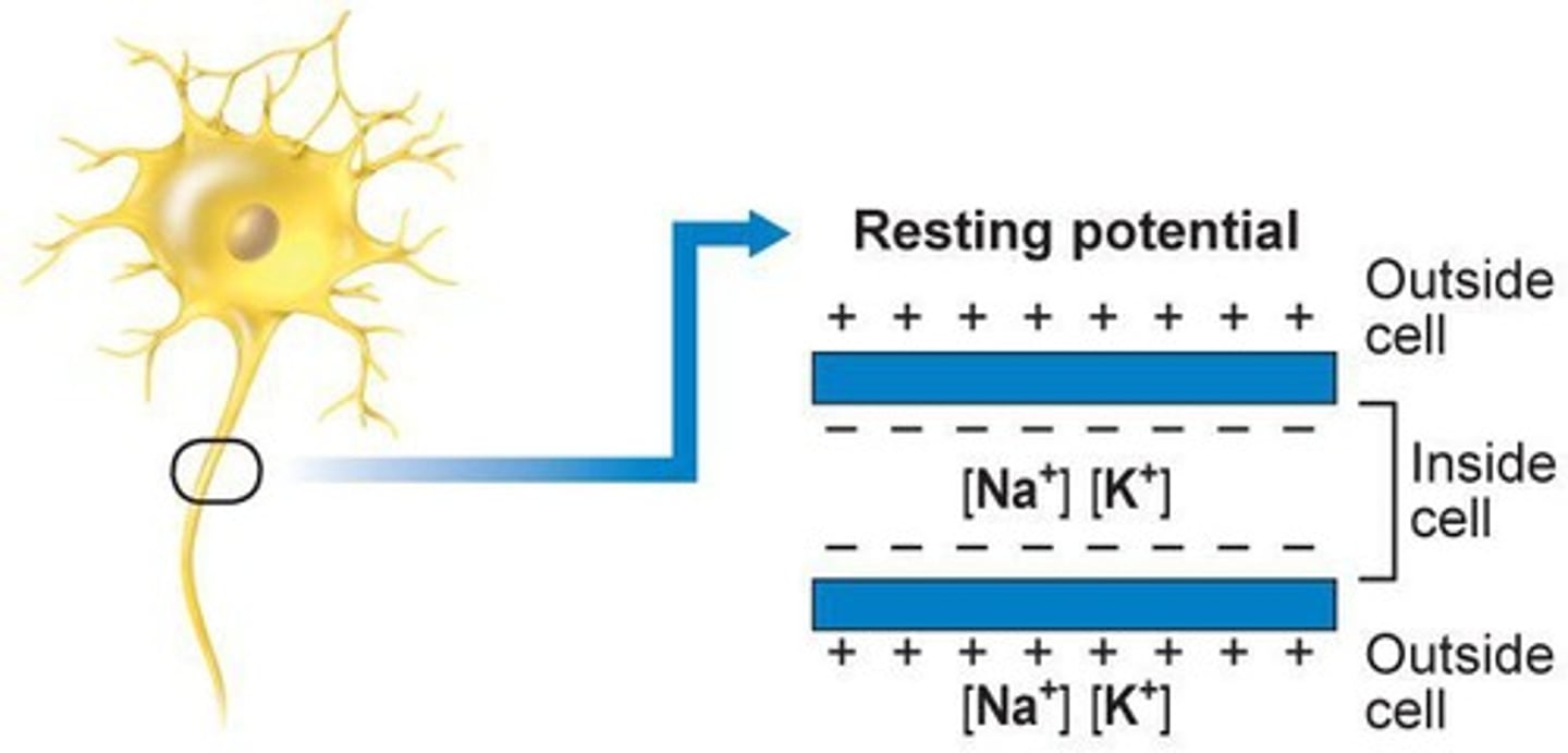 <p>Nerve impulse caused by sodium and potassium movement.</p>