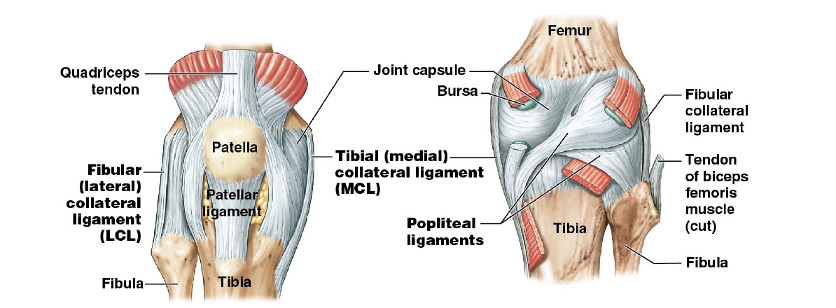<p>continues as patellar ligament to anterior tibial surface</p>