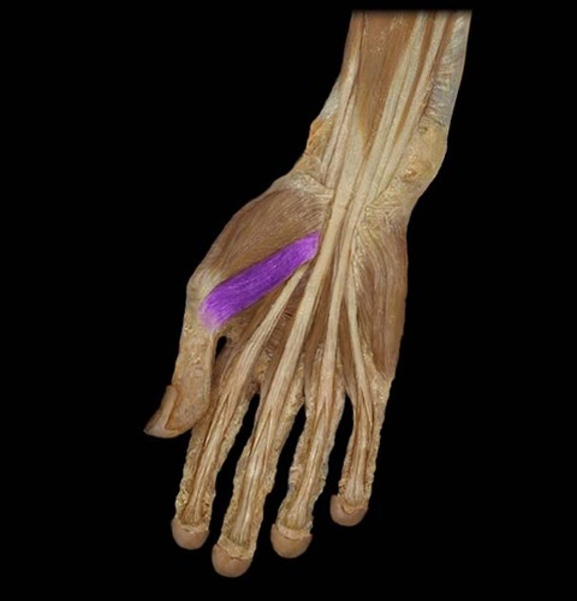 <p>Origin: Trapezium, Trapezoid, and Capitate</p><p>Insertion: Radial side of proximal phalanx</p><p>Action: Flex CMC and MCP of thumb</p><p>Innervation: Median, deep head by ulnar nerve</p>