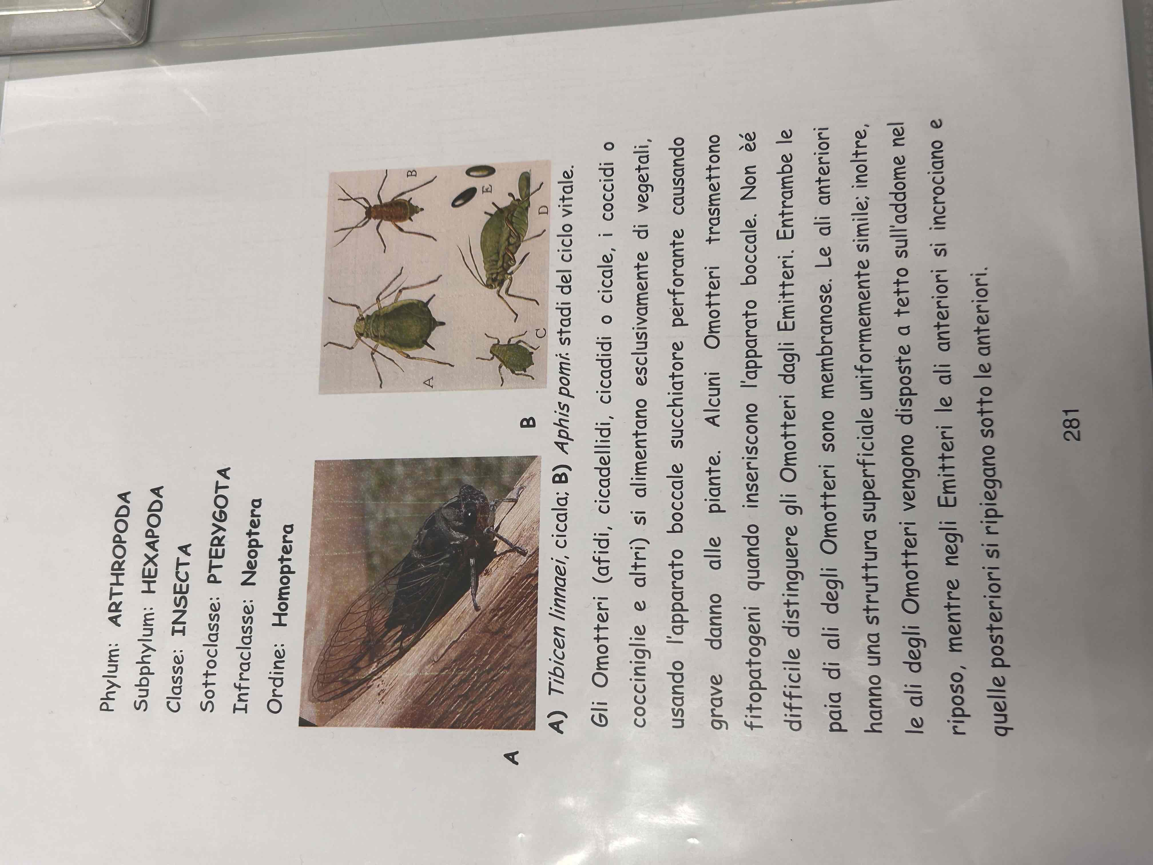 <p>Artropodi</p><p>Esapodi</p><p>Insetti</p><p>Pterygota</p><p>Neotteri</p><p>Eterometaboli</p><p>Homoptera</p><p>Cicale</p>