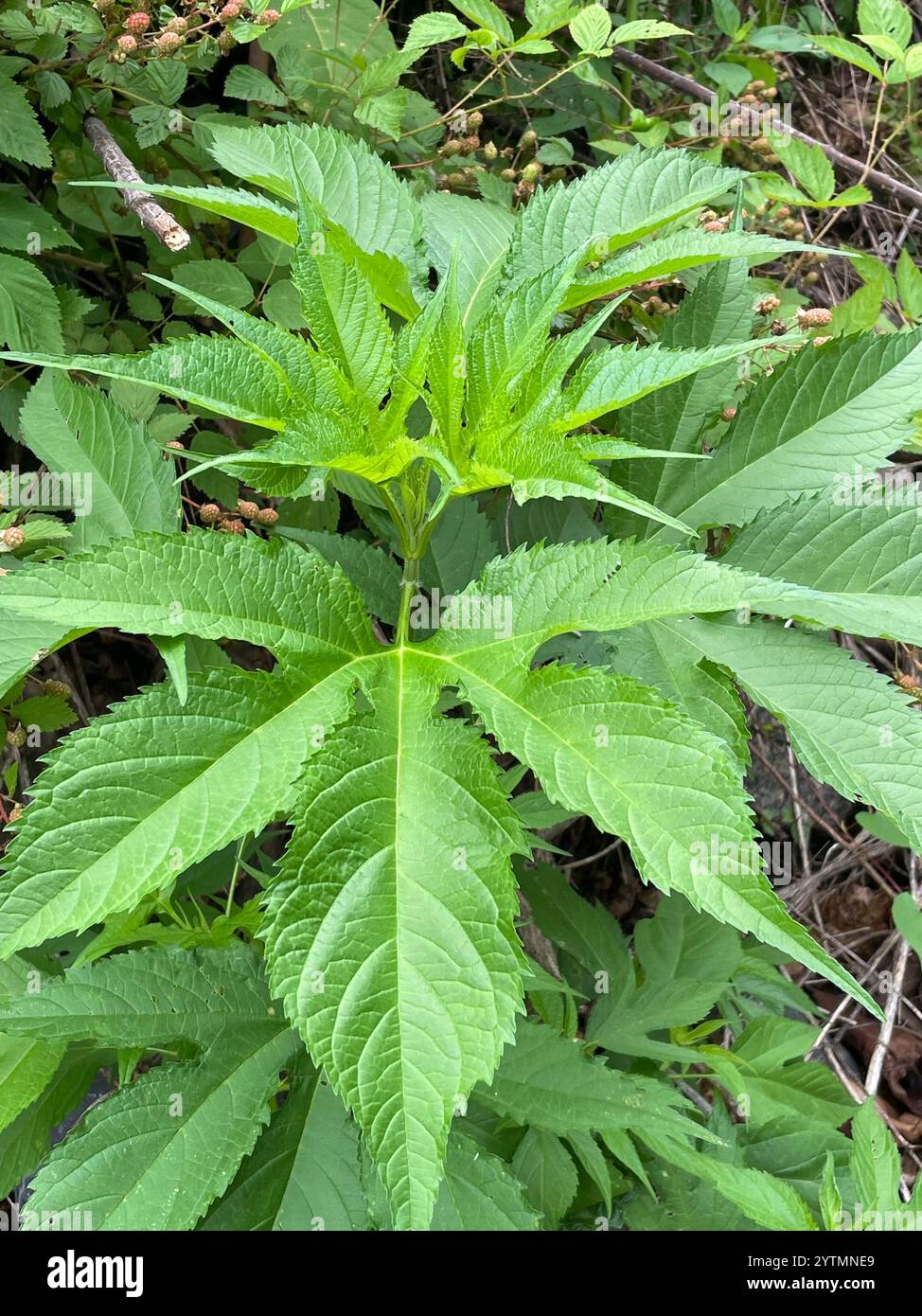 <p>Ambrosia Trifida</p>