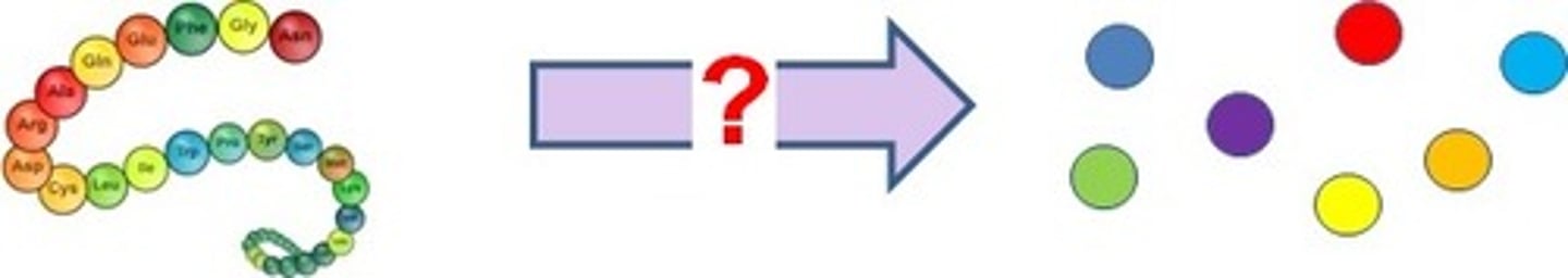 <p>Enzyme that digests protein</p>