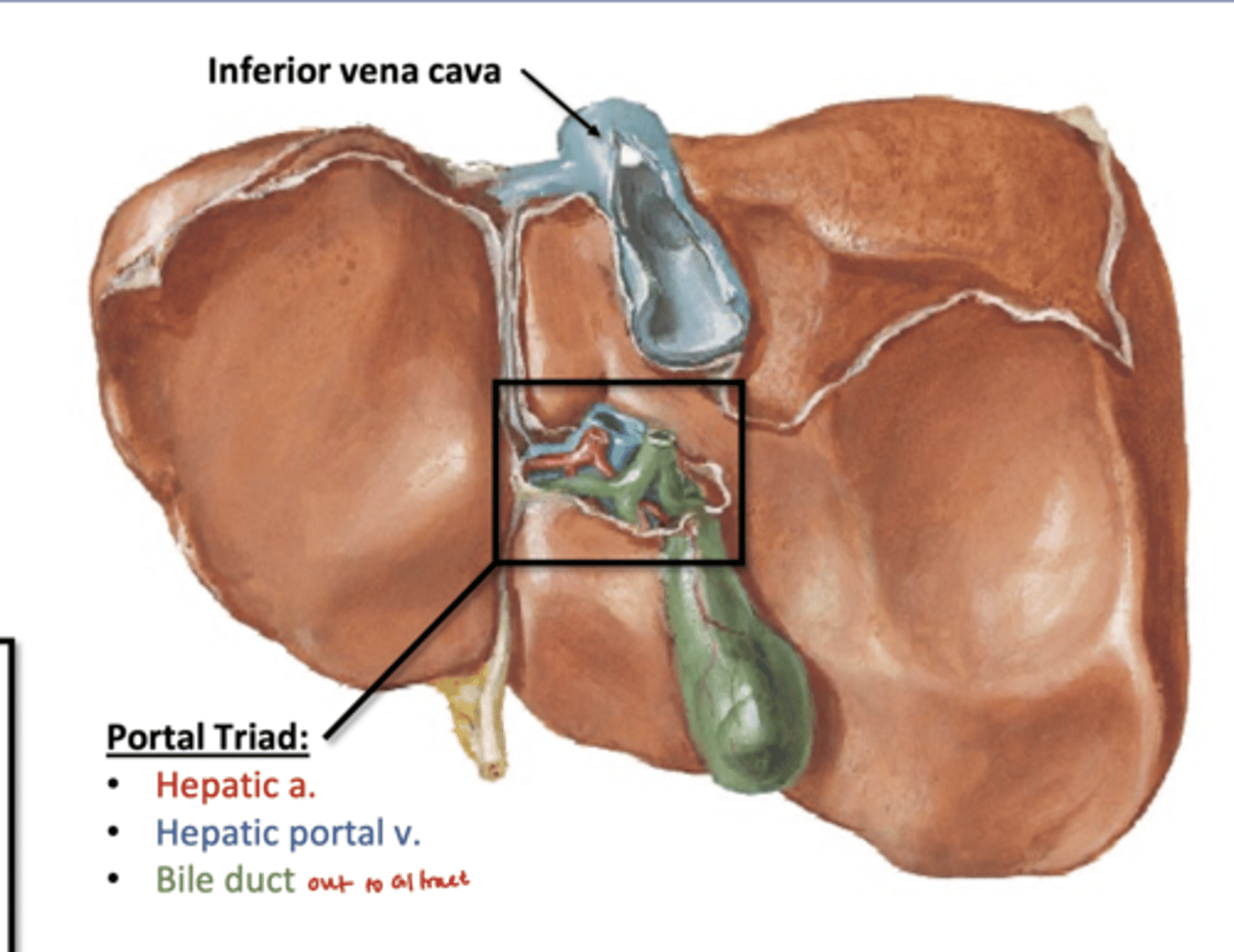 <p>Through Porta Hepatitis: </p><p>portal vein, hepatic artery, bile duct</p><p>-bile duct carry bile out to GI tract</p><p>-hepatic a supplies arterial blood to liver</p><p>-portal vein drains all of digestive organs</p>