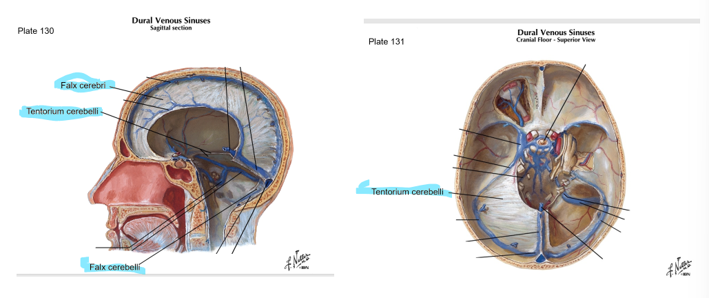<p>Falx cerebri: sickle-shaped; sep. cerebral hemispheres; reduces side-to-side movement</p><p>Tentorium cerebelli: horizontal; sep. occipital lobes from cerebellum; prevents inf. displacement</p><p>Falx cerebelli: post part of posterior cranial fossa</p><p>Diaphragma sellae: on top of sella turcica; covers pituitary gland</p><p></p>