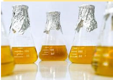 <p>Bacteria culture - Liquid nutrient broths </p>