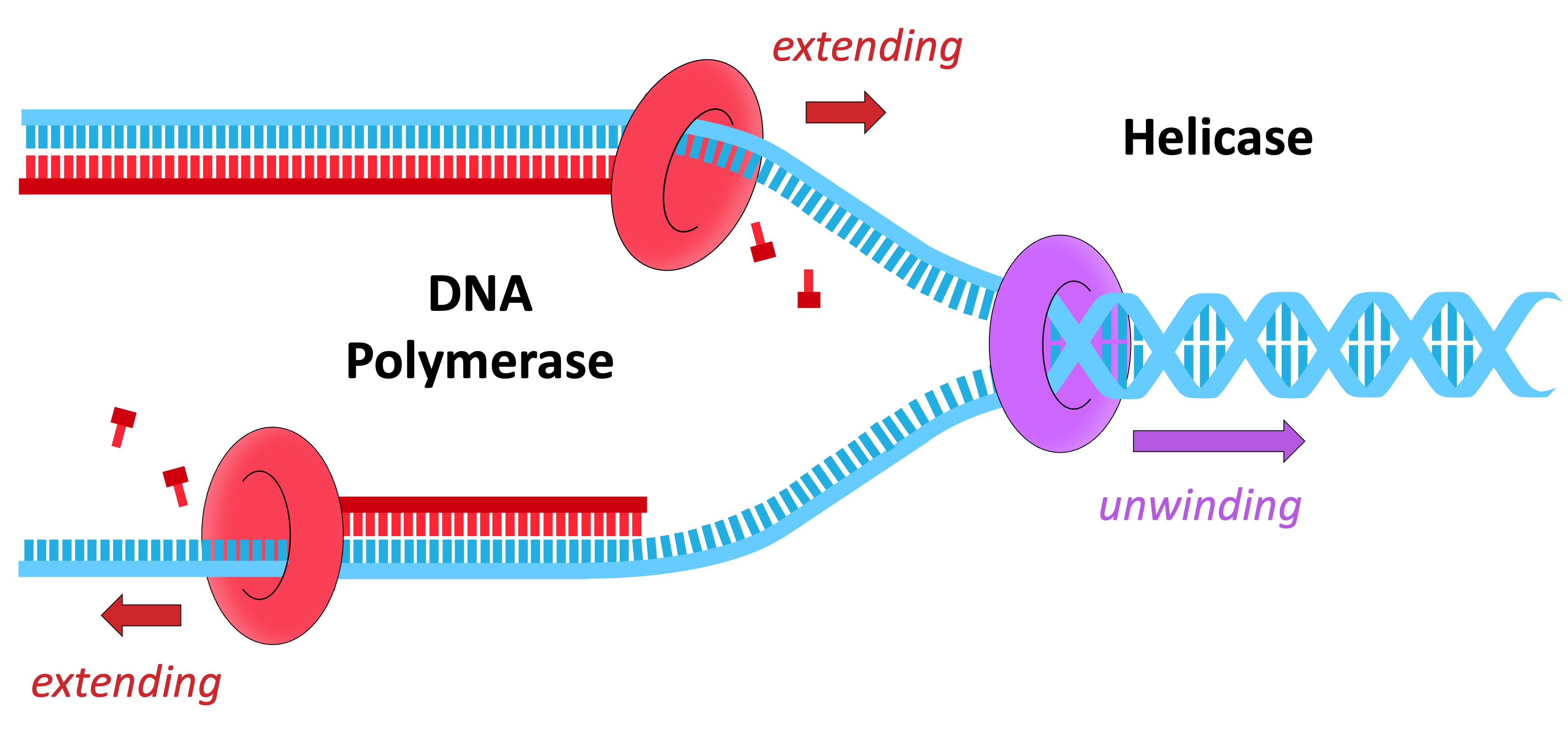 <p><strong>DNA replication</strong> is the&nbsp;process by which a cell makes an <strong>exact copy</strong> of its DNA before it divides. This ensures that each new cell receives a complete and identical set of genetic instructions.</p>