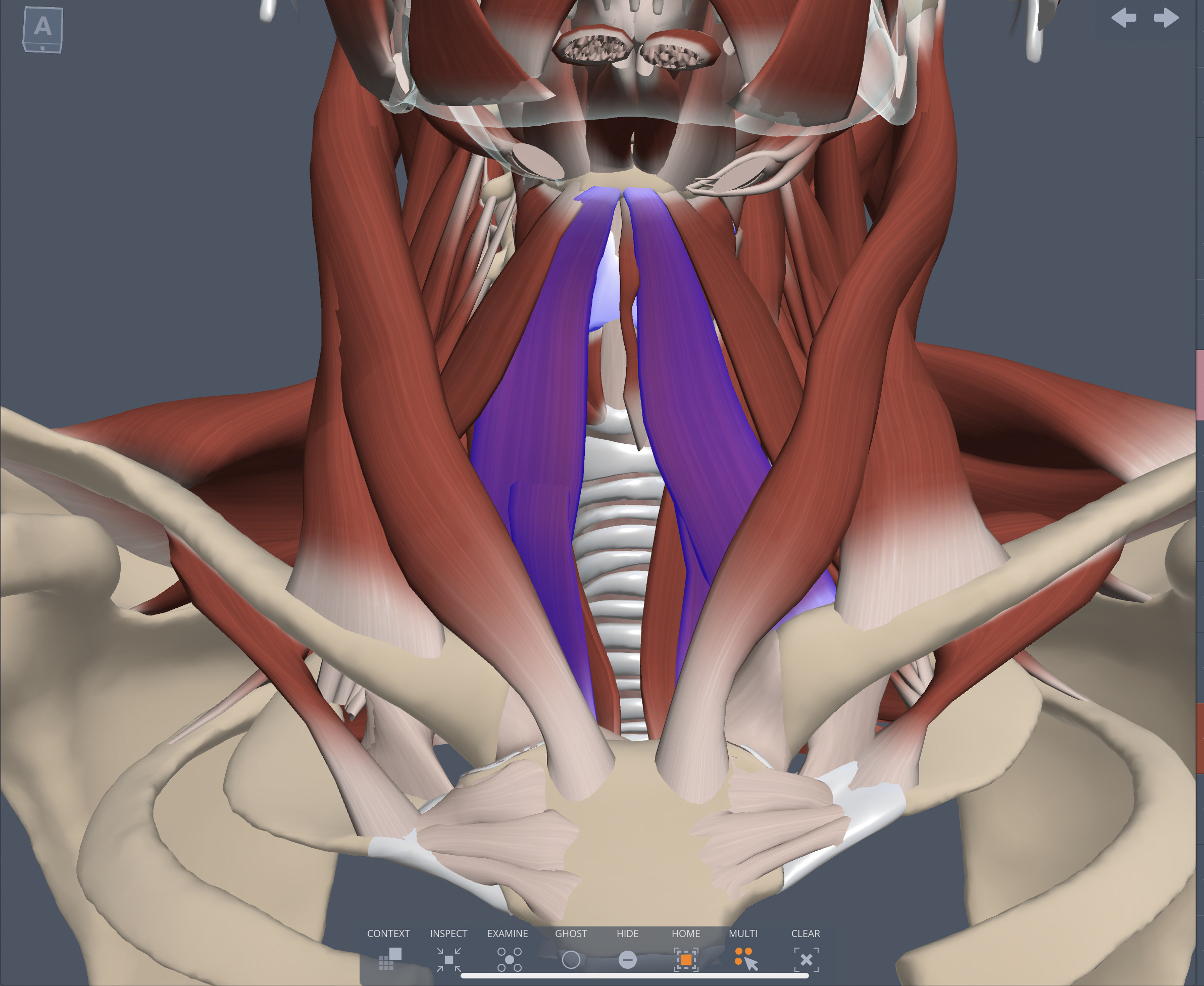 Origin of the Sternohyoid muscle