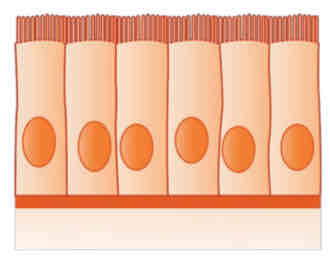 <p>Simple Columnar</p>