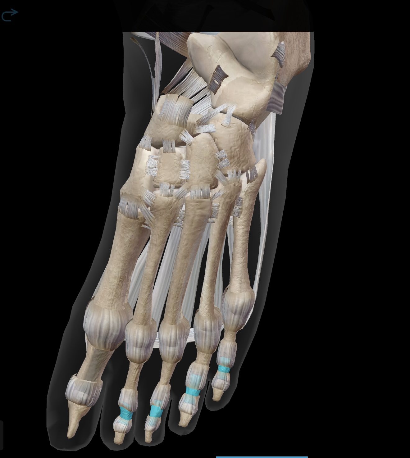 <p>the bones located between the proximal and distal phalanges in each toe, forming part of the toe structure for toes 2-5. </p>