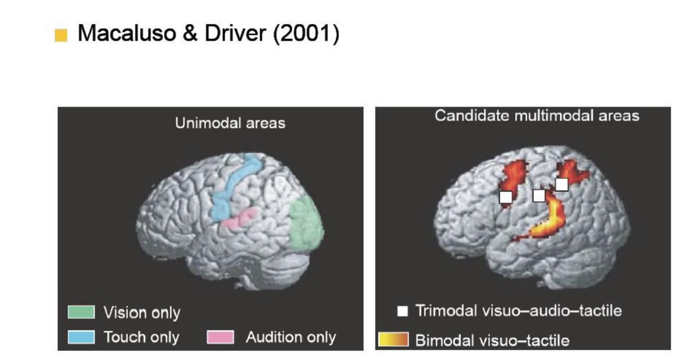 <ul><li><p>This shows&nbsp;<strong>different types of brain areas</strong>:</p></li><li><p>Left Image – “Unimodal areas”:</p></li><li><p>These are areas that&nbsp;<strong>only process one sense</strong>:</p><ul><li><p><strong>Green</strong>&nbsp;= Vision only: Area v1, v2,v3</p></li><li><p><strong>blue</strong>&nbsp;= Touch only</p></li><li><p><strong>Pink</strong>&nbsp;= Audition (hearing) only</p></li></ul></li><li><p>Right Image – “Candidate multimodal areas”:</p></li><li><p>These are&nbsp;<strong>brain areas involved in integrating multiple senses</strong>: respond no matter what sense you get. Neurons that have receptive fields for more than just one modality.</p><ul><li><p><strong>White squares</strong>&nbsp;= Areas that respond to&nbsp;<strong>three senses</strong>: vision + hearing + touch (<strong>trimodal</strong>)</p></li><li><p><strong>Yellow-orange</strong>&nbsp;= Areas that respond to&nbsp;<strong>two senses</strong>: vision + touch (<strong>bimodal</strong>)</p></li></ul></li><li><p>point is : Your brain doesn’t treat senses as totally separate. It has&nbsp;<strong>specific regions that combine them</strong>, especially when you need to make sense of the world (like understanding speech from both sound and lip movements).</p></li></ul><p></p>