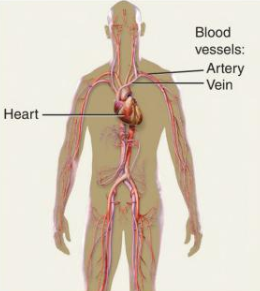 <p>Transports nutrients, gases, wastes and signals in blood.</p>