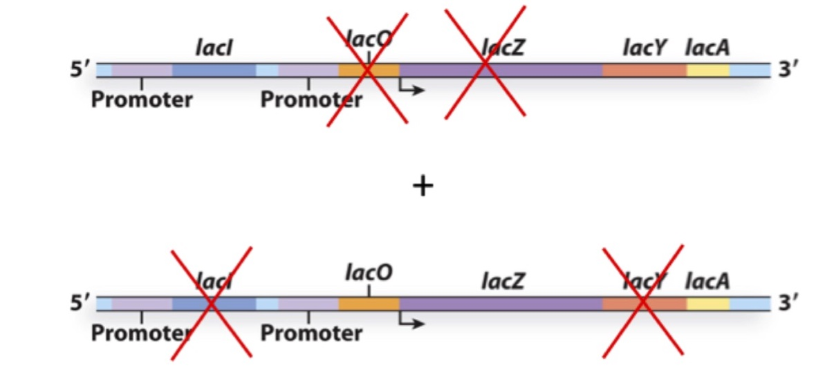 <p>You create the following merodiploid bacterium and culture it in the absence of lactose. What gene(s) will be expressed?</p><p><span>a) LacZ, LacY and LacA</span></p><p><span>b) LacY and LacA </span></p><p><span>c) LacZ and LacA</span></p><p><span>d) LacZ</span></p><p><span>e) None</span></p>