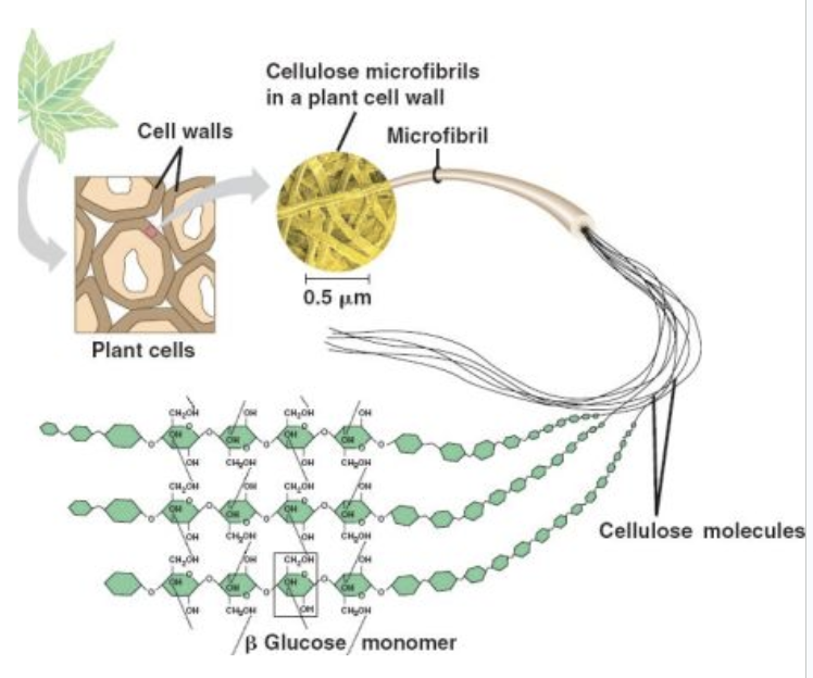 <p>Does not branch and packed in tight chains that form h.bonds and make cellulose stronger.</p>