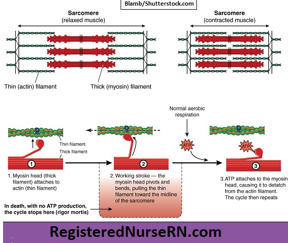Myosin interacts with actin