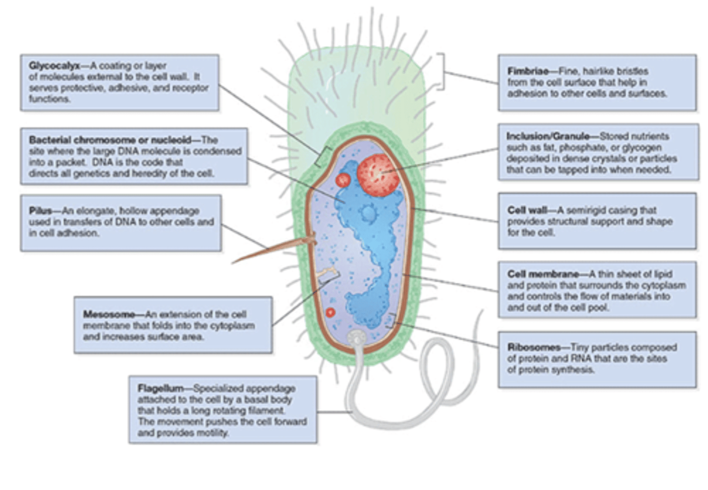<p>polysaccharide coating that is secreted by many bacteria (covers surfaces like a film)</p>
