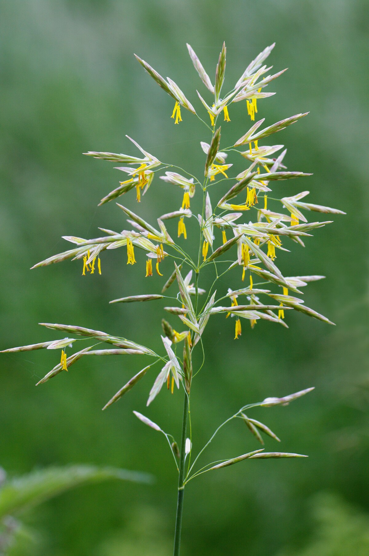 <p>Bromus inermis</p>