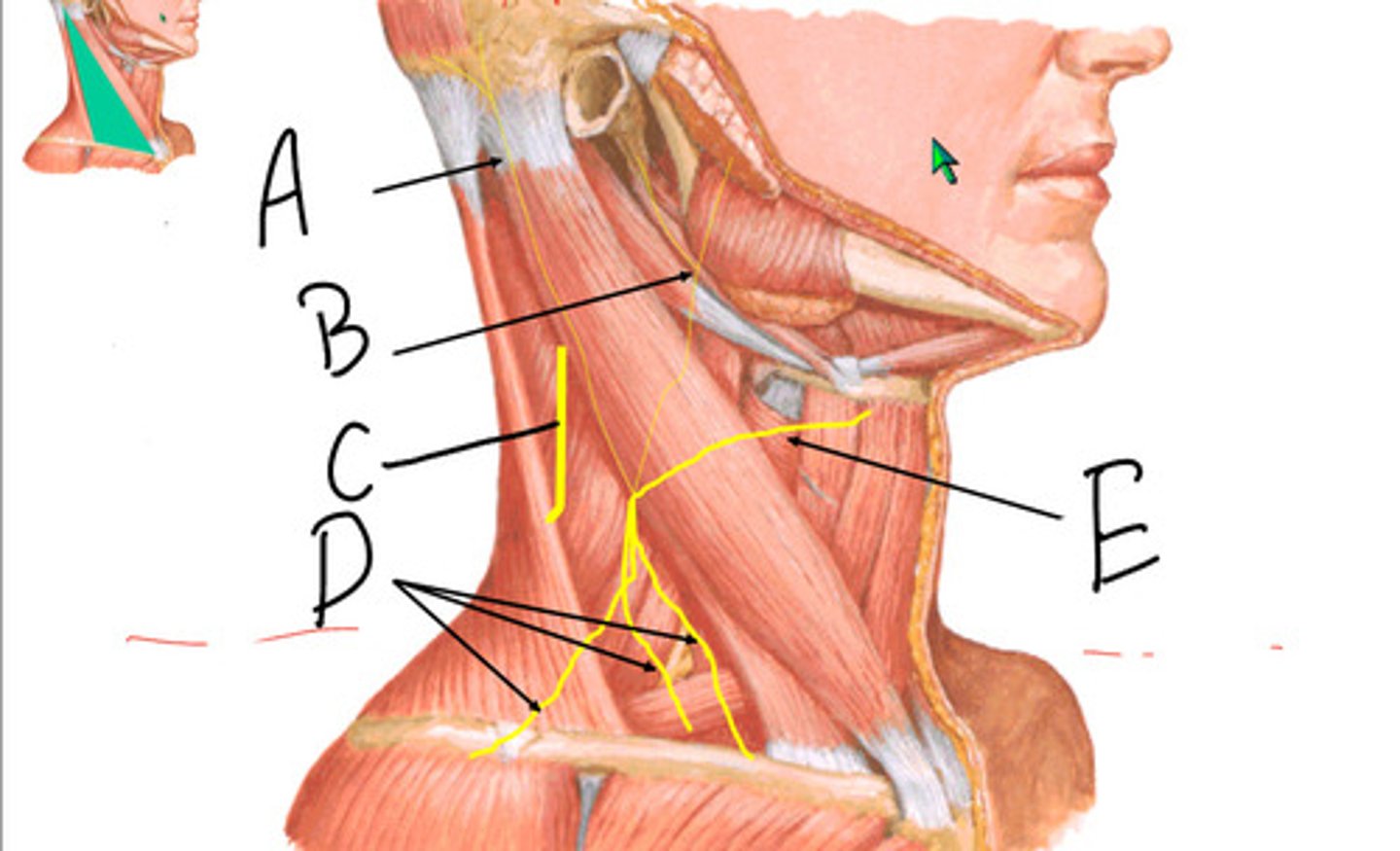 knowt flashcard image