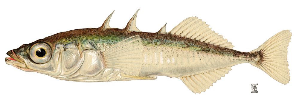 <p>Sticklebacks (threespine stickleback)</p><ul><li><p>small mouth</p></li><li><p>armored with bony plates</p></li><li><p>no scales</p></li><li><p>3 isolated spines before soft dorsal (threespine stickleback)</p></li></ul><p></p>