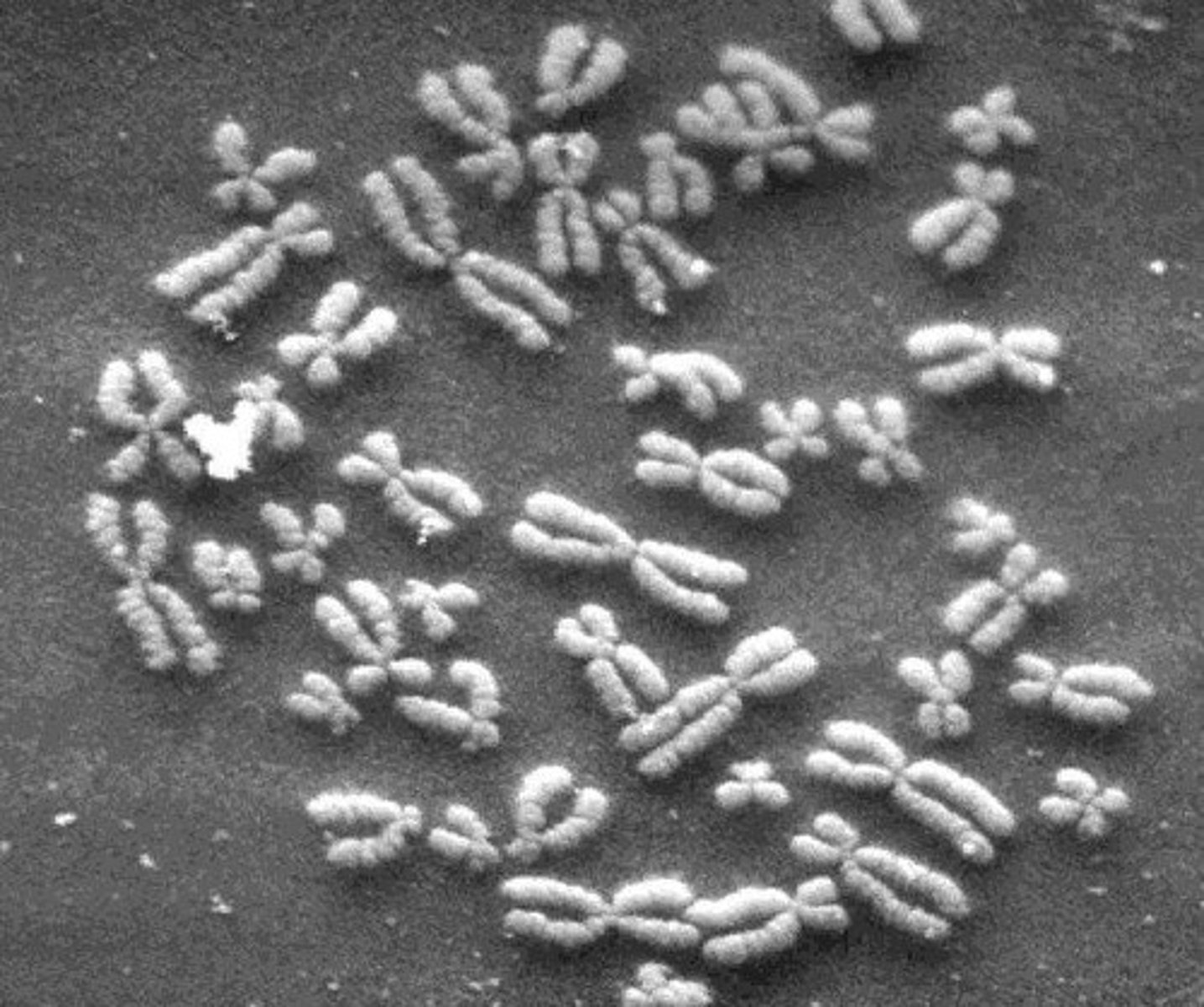 <p>Humans have 46 chromosomes (23 pairs).</p>