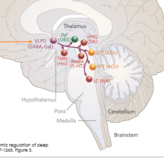 <p>Primarily active during sleep</p><ul><li><p>Contains inhibitory neurotransmitters galanin and GABA</p></li></ul><p>It is connected to and inhibits all the excitatory neurons </p>